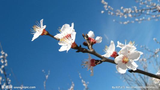 杏花的隐喻