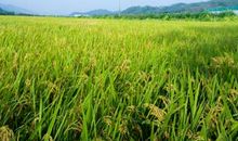 秋天果园比喻句