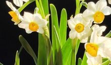 写水仙花的比喻句