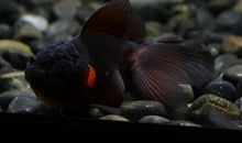 关于金鱼的比喻句