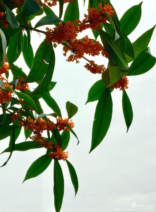 8月15日桂花香寓言