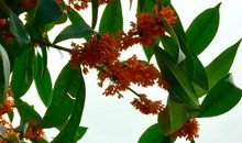 八月十五桂花香歇后语