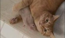 老鼠和猫歇后语