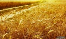 描写稻田比喻句