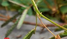 属含羞草的歇后语