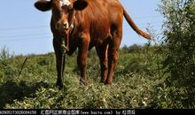 老牛吃草歇后语