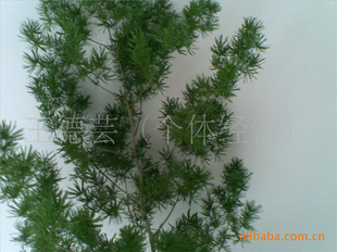 什么是松树