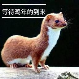 寓言鸡脚