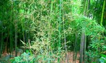 今年竹子来年笋歇后语