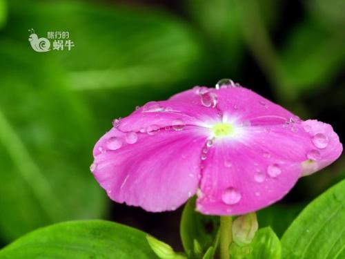 花拟人化句子