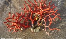 珊瑚像什么比喻句