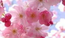 描述花的拟人句