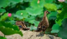 老太婆上鸡窝歇后语