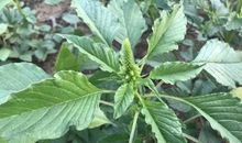 出土的笋子逢春雨歇后语