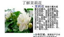 鲜花拟人句大全