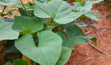 描写叶子的比喻句