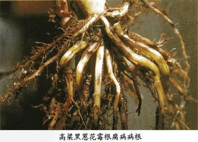 雨后的彩虹寓言