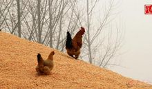 小鸡儿吃米的歇后语