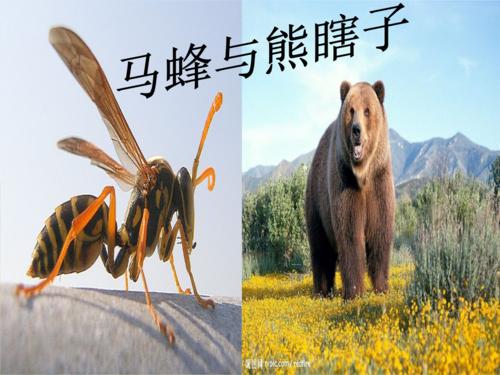 熊小姐