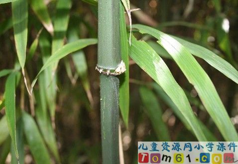 用春雨写隐喻
