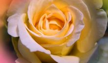 花盛开的拟人句