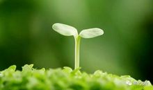 形容嫩芽的比喻句