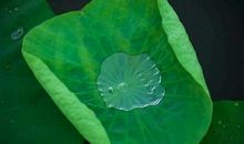 发大水放竹排歇后语