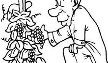 形容葡萄的比喻句