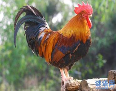 公鸡伤了嗓子