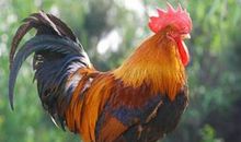 公鸡害嗓子歇后语