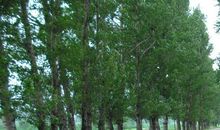 关于榆树的比喻句