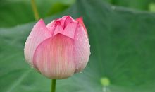 描写雨后荷花的句子