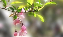 春天唯美比喻句