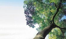 与树有关的谚语