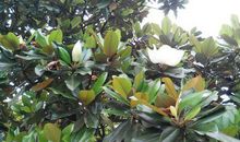 精彩植物拟人句