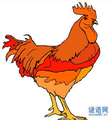 公鸡很难产卵