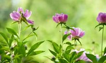 赞美学校美的句子