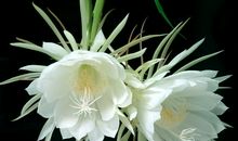 描写昙花的比喻句