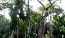 和树有关的谚语