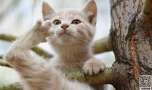 描写小猫的比喻句