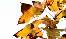 关于秋叶的比喻句