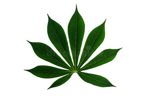 植物拟人化原始