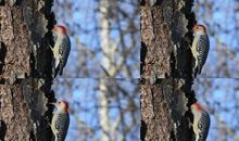 歇后语啄木鸟上树