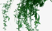 有关柳叶的比喻句