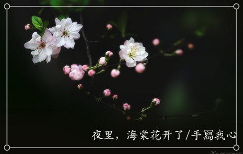 描述秋海棠的寓言