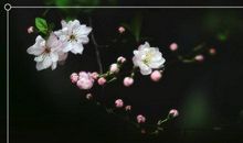 形容海棠的比喻句