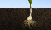 关于嫩芽的比喻句