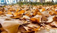 关于落叶的比喻句