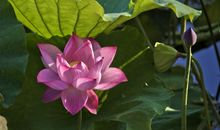 写荷花的比喻句