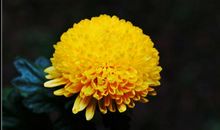 形容菊花的比喻句